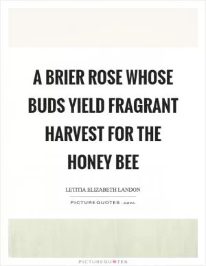 A brier rose whose buds yield fragrant harvest for the honey bee Picture Quote #1