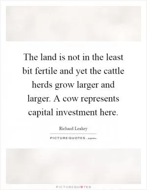 The land is not in the least bit fertile and yet the cattle herds grow larger and larger. A cow represents capital investment here Picture Quote #1