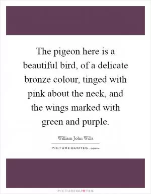 The pigeon here is a beautiful bird, of a delicate bronze colour, tinged with pink about the neck, and the wings marked with green and purple Picture Quote #1
