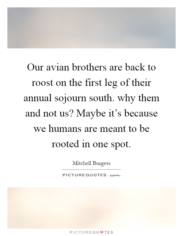 Our avian brothers are back to roost on the first leg of their annual sojourn south. why them and not us? Maybe it's because we humans are meant to be rooted in one spot Picture Quote #1
