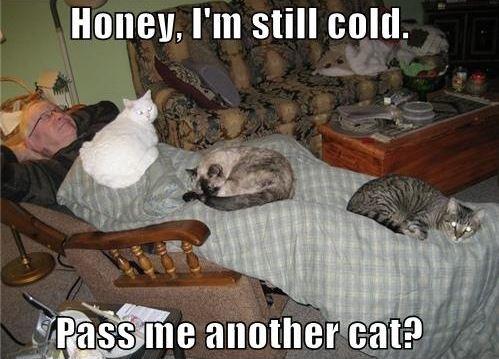 Honey, I'm still cold. Pass me another cat Picture Quote #1