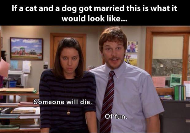 If a cat and a dog got married this is what it would look like. Someone will die. Of Fun Picture Quote #1