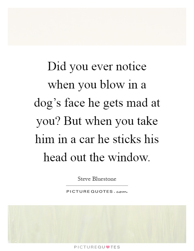 Did you ever notice when you blow in a dog's face he gets mad at you? But when you take him in a car he sticks his head out the window Picture Quote #1