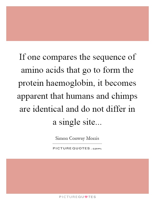 If one compares the sequence of amino acids that go to form the protein haemoglobin, it becomes apparent that humans and chimps are identical and do not differ in a single site Picture Quote #1