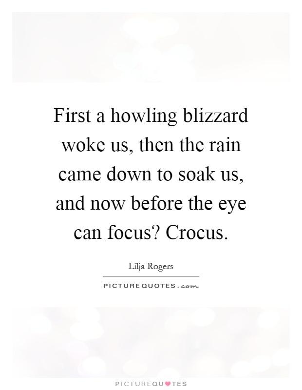 First a howling blizzard woke us, then the rain came down to soak us, and now before the eye can focus? Crocus Picture Quote #1