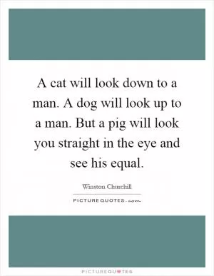 A cat will look down to a man. A dog will look up to a man. But a pig will look you straight in the eye and see his equal Picture Quote #1