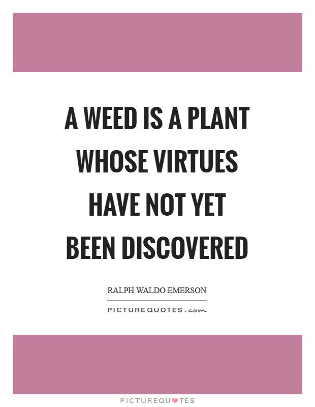 A weed is a plant whose virtues have not yet been discovered Picture Quote #1