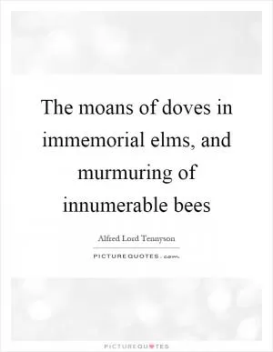 The moans of doves in immemorial elms, and murmuring of innumerable bees Picture Quote #1