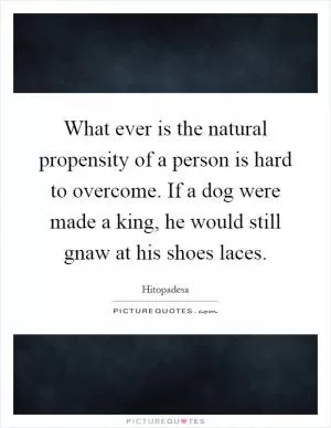 What ever is the natural propensity of a person is hard to overcome. If a dog were made a king, he would still gnaw at his shoes laces Picture Quote #1