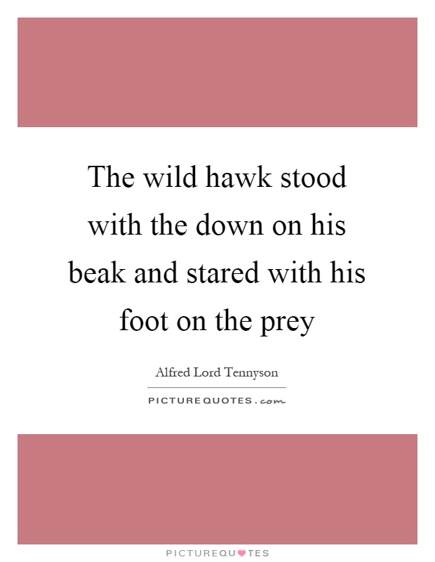 The wild hawk stood with the down on his beak and stared with his foot on the prey Picture Quote #1