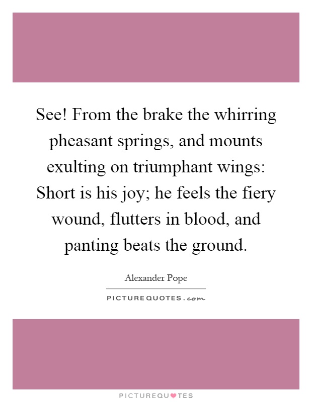 See! From the brake the whirring pheasant springs, and mounts exulting on triumphant wings: Short is his joy; he feels the fiery wound, flutters in blood, and panting beats the ground Picture Quote #1