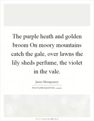 The purple heath and golden broom On moory mountains catch the gale, over lawns the lily sheds perfume, the violet in the vale Picture Quote #1
