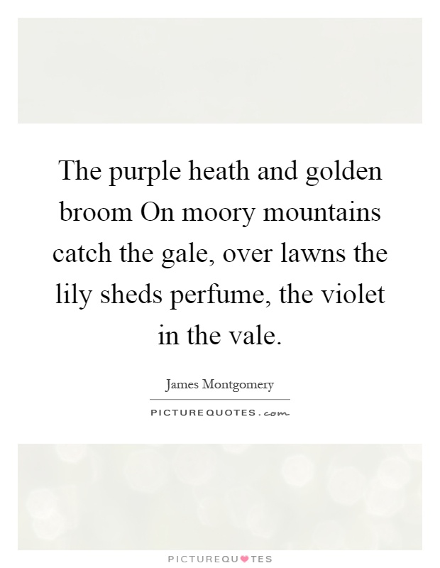 The purple heath and golden broom On moory mountains catch the gale, over lawns the lily sheds perfume, the violet in the vale Picture Quote #1