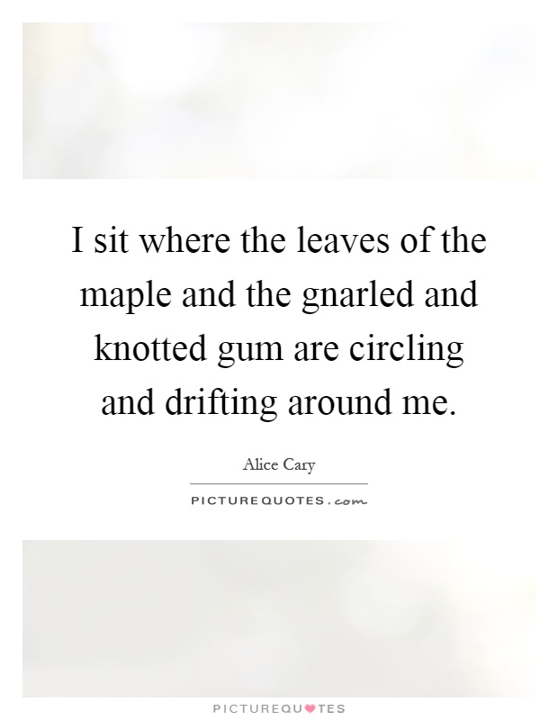 I sit where the leaves of the maple and the gnarled and knotted gum are circling and drifting around me Picture Quote #1