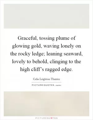 Graceful, tossing plume of glowing gold, waving lonely on the rocky ledge; leaning seaward, lovely to behold, clinging to the high cliff’s ragged edge Picture Quote #1
