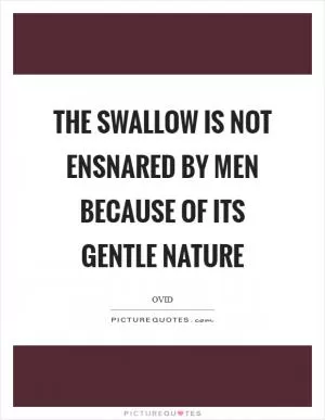 The swallow is not ensnared by men because of its gentle nature Picture Quote #1
