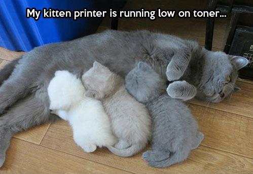 My kitten printer is running low on toner Picture Quote #1