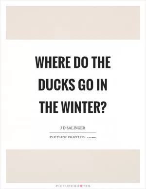 Where do the ducks go in the winter? Picture Quote #1