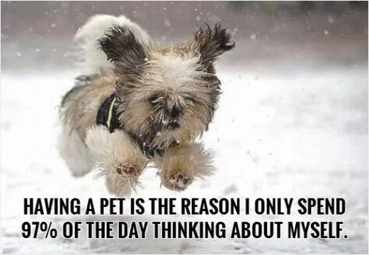 Having a pet is the reason I only spend 97 percent of the day thinking about myself Picture Quote #1