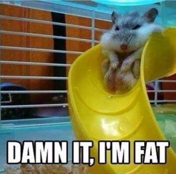 Damn it, I'm fat Picture Quote #1