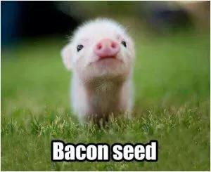 Bacon seed Picture Quote #1