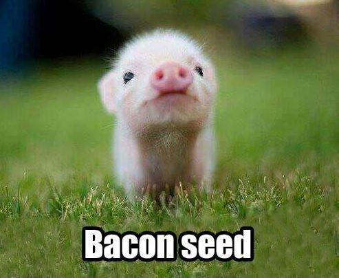 Bacon seed Picture Quote #1