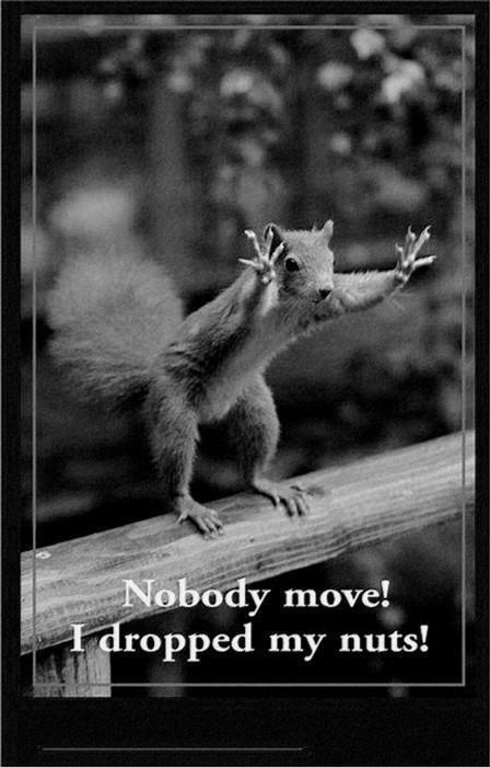 Nobody move! I dropped my nuts! Picture Quote #1