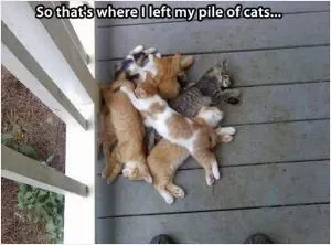 So that's where I left my pile of cats Picture Quote #1