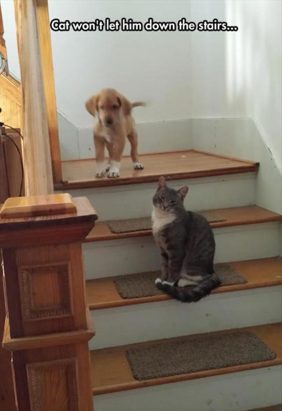 Cat won't let him down the stairs Picture Quote #1