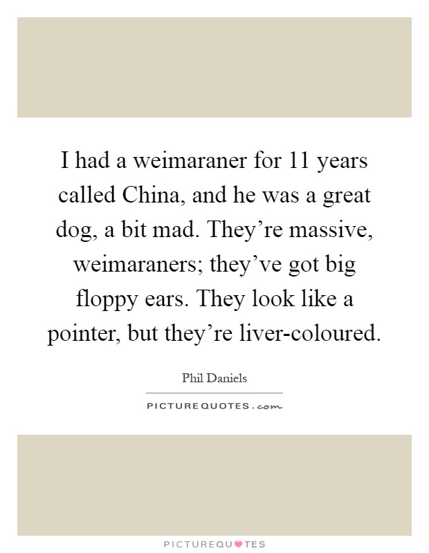 I had a weimaraner for 11 years called China, and he was a great dog, a bit mad. They're massive, weimaraners; they've got big floppy ears. They look like a pointer, but they're liver-coloured Picture Quote #1