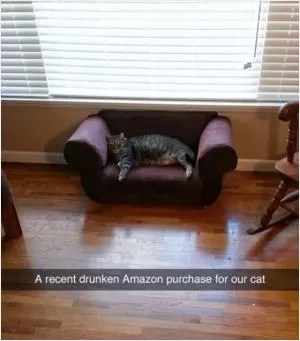 A recent drunken Amazon purchase for our cat Picture Quote #1
