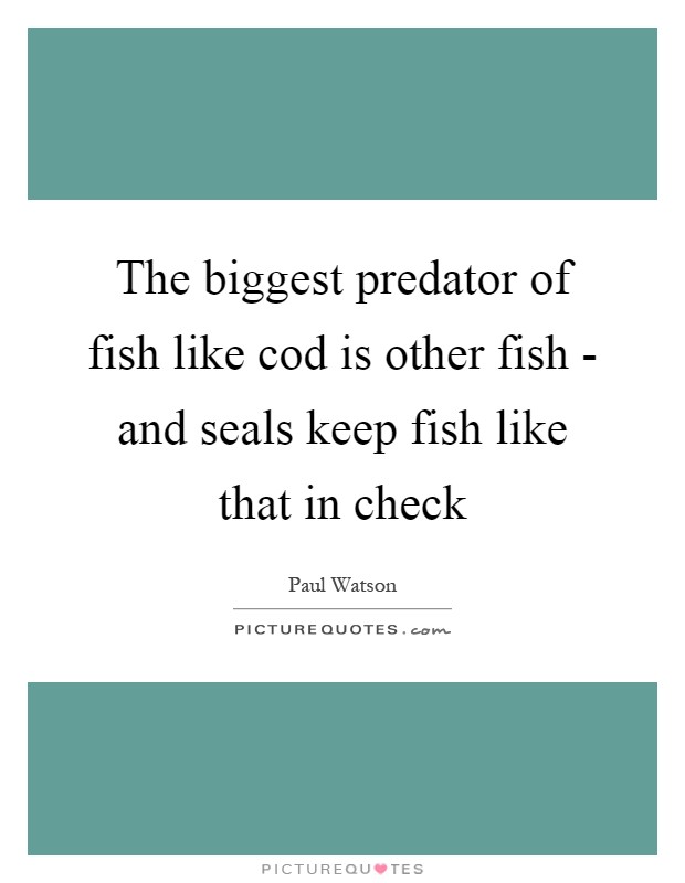 The biggest predator of fish like cod is other fish - and seals keep fish like that in check Picture Quote #1