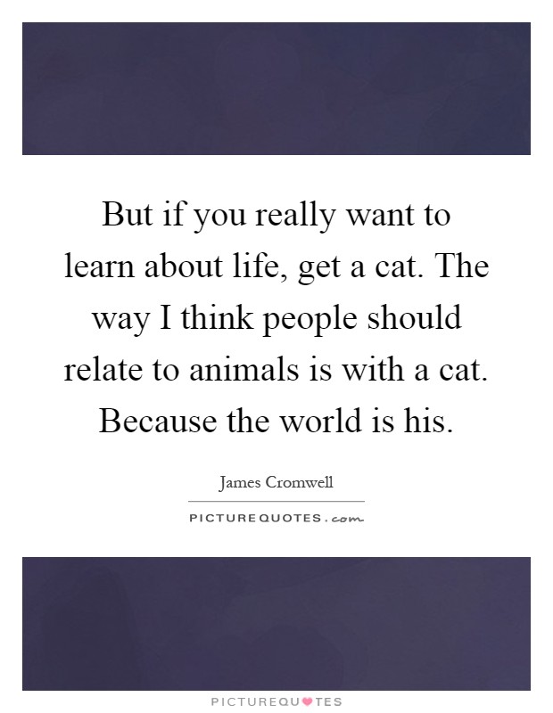 But if you really want to learn about life, get a cat. The way I think people should relate to animals is with a cat. Because the world is his Picture Quote #1