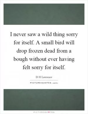 I never saw a wild thing sorry for itself. A small bird will drop frozen dead from a bough without ever having felt sorry for itself Picture Quote #1