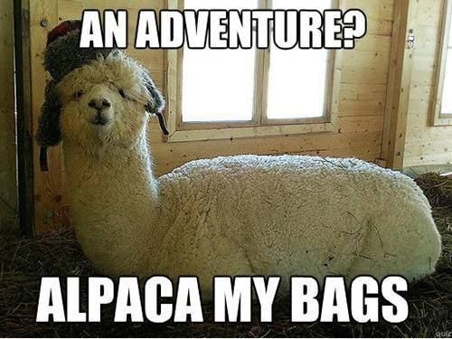 An adventure? Alpaca my bags Picture Quote #1