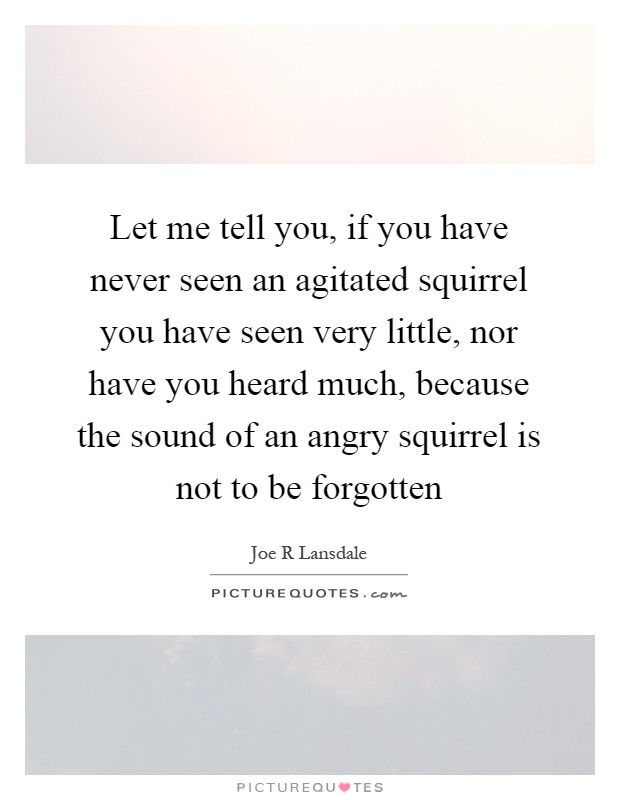 Let me tell you, if you have never seen an agitated squirrel you have seen very little, nor have you heard much, because the sound of an angry squirrel is not to be forgotten Picture Quote #1