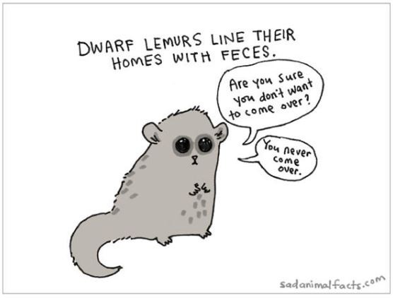 Dwarf Lemurs line their homes with feces Picture Quote #1