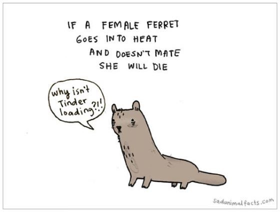 If a female ferret goes into heat and doesn't mate she will die. Why isn't Tinder loading? Picture Quote #1