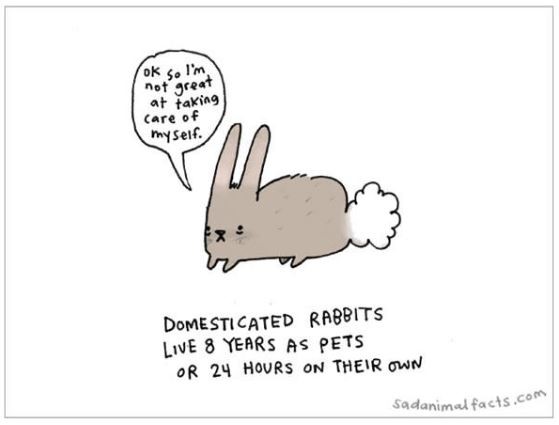 Domesticated rabbits live 8 years as pets or 24 hours on their own Picture Quote #1