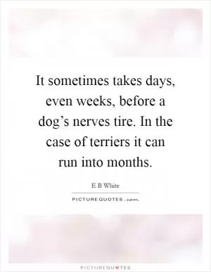 It sometimes takes days, even weeks, before a dog’s nerves tire. In the case of terriers it can run into months Picture Quote #1
