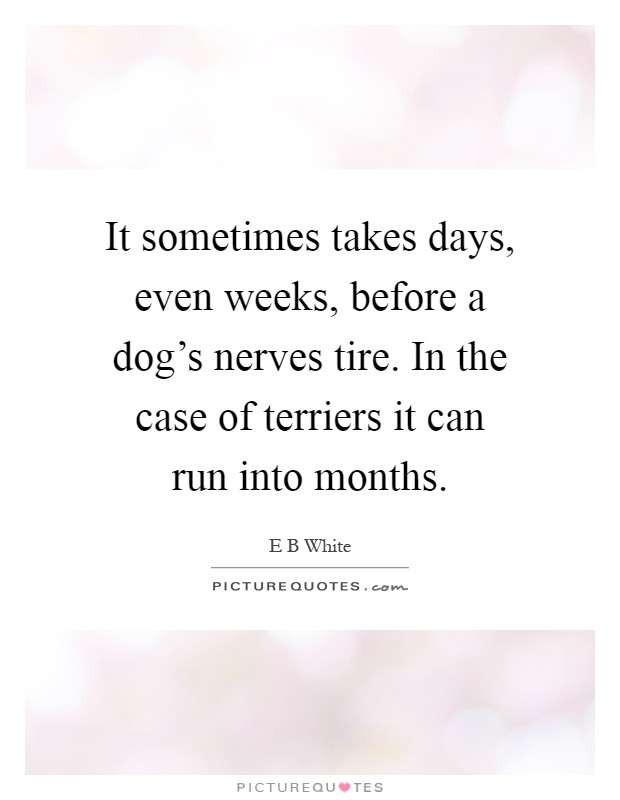 It sometimes takes days, even weeks, before a dog's nerves tire. In the case of terriers it can run into months Picture Quote #1