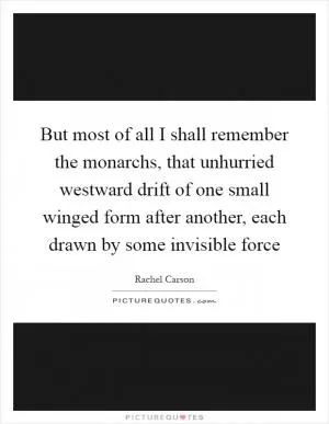 But most of all I shall remember the monarchs, that unhurried westward drift of one small winged form after another, each drawn by some invisible force Picture Quote #1
