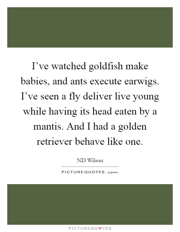I've watched goldfish make babies, and ants execute earwigs. I've seen a fly deliver live young while having its head eaten by a mantis. And I had a golden retriever behave like one Picture Quote #1