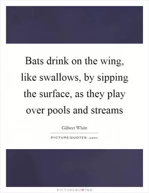 Bats drink on the wing, like swallows, by sipping the surface, as they play over pools and streams Picture Quote #1