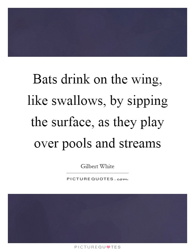 Bats drink on the wing, like swallows, by sipping the surface, as they play over pools and streams Picture Quote #1