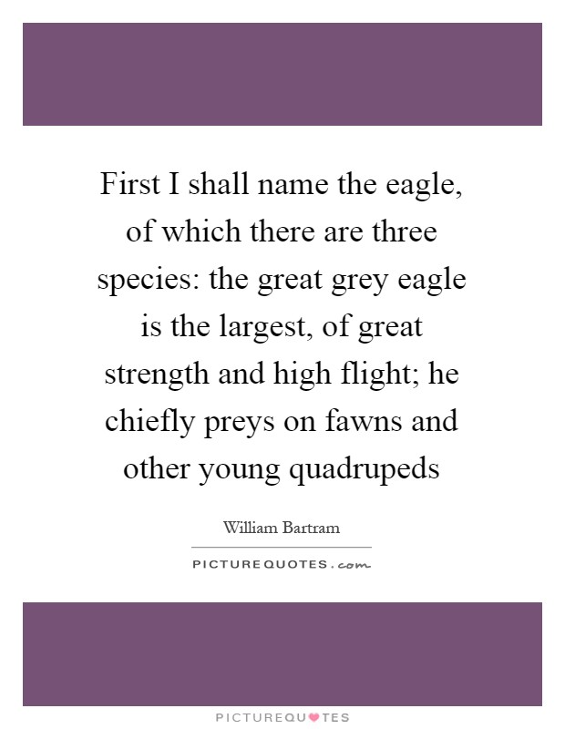 First I shall name the eagle, of which there are three species: the great grey eagle is the largest, of great strength and high flight; he chiefly preys on fawns and other young quadrupeds Picture Quote #1