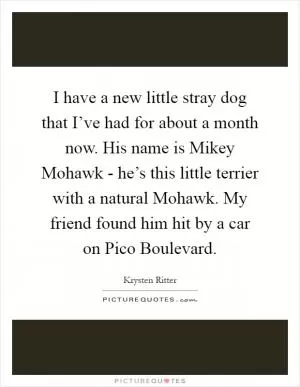 I have a new little stray dog that I’ve had for about a month now. His name is Mikey Mohawk - he’s this little terrier with a natural Mohawk. My friend found him hit by a car on Pico Boulevard Picture Quote #1