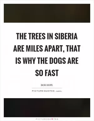 The trees in Siberia are miles apart, that is why the dogs are so fast Picture Quote #1