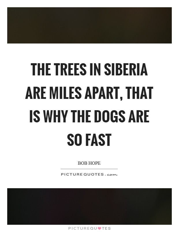 The trees in Siberia are miles apart, that is why the dogs are so fast Picture Quote #1