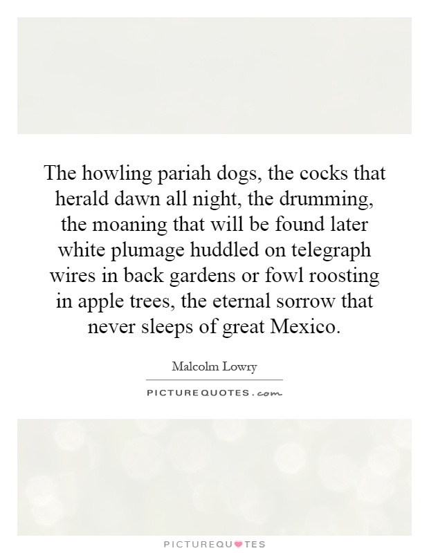 The howling pariah dogs, the cocks that herald dawn all night, the drumming, the moaning that will be found later white plumage huddled on telegraph wires in back gardens or fowl roosting in apple trees, the eternal sorrow that never sleeps of great Mexico Picture Quote #1